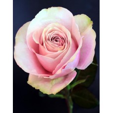 Roses - Secret Garden